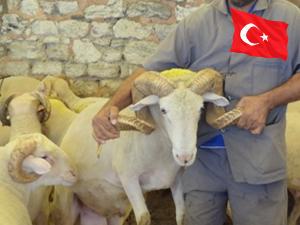 YURT İÇİ ADAK