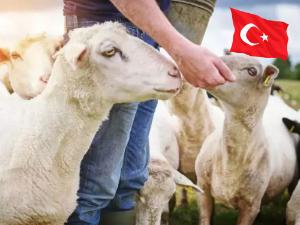 YURT İÇİ AKİKA.